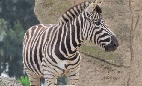 Zebra Fact File The Animal Facts Diet Habitat Species