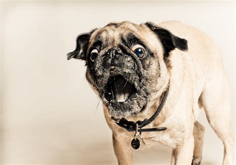 Omg What Would A Pug Look Like In A Horror Movie I