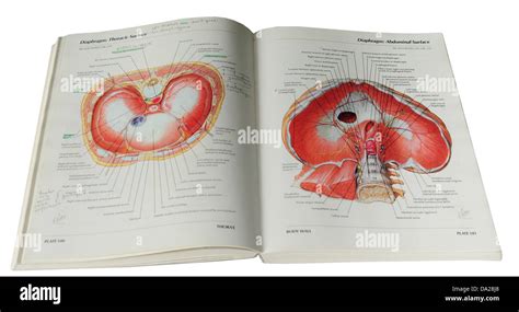 Atlas Of Human Anatomy By Frank Netter Stock Photo Alamy