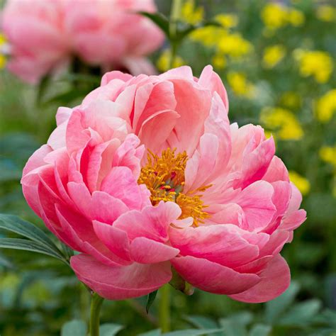 Pretty In Pink How To Grow Peonies In The South Southern Living