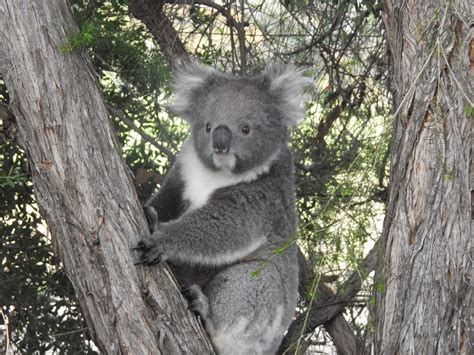 Koala Mallacoota Caroline Jones Flickr