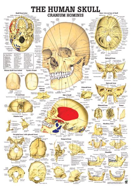 The Human Skull Anatomical Chart Human Skull Anatomical Skull