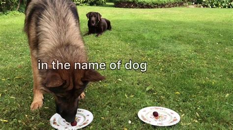 With food allergies or sensitives, german shepherd owners often notice symptoms such as itching, ear infections, foot infections, vomiting, and diarrhea. Food Review: GERMAN SHEPHERD VS LABRADOR - YouTube
