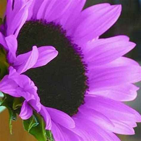 50 Deep Purple Sunflower Seeds Plants Garden Planting Etsy