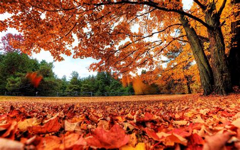 Fall Leaves Computer Backgrounds Пейзажи Осенний пейзаж Осенние