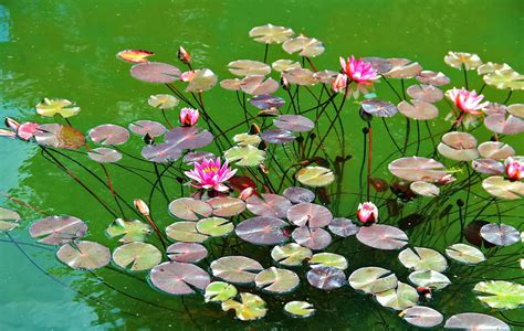 Wallpaper Water Lilies Herbs Leaves Pond 2048x1300 Wallpaperup