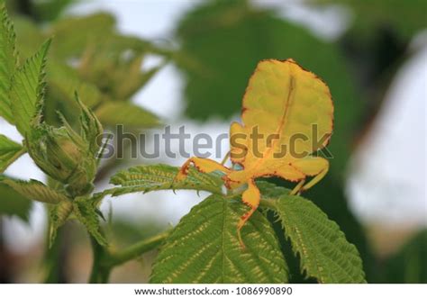Giant Malaysian Leaf Insect Phyllium Tobeloense Stock Photo 1086990890