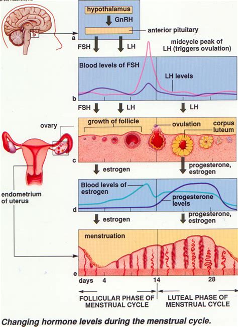 Dentistry And Medicine Menstrual Cycle Gynecology Lecture
