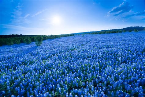 Blue Flower Fields Texas Wildflowers Pictures And Prints
