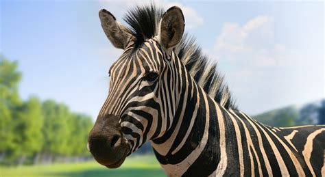 Unlike many ungulates in africa, zebras do not require short grass to graze. Where Do Zebras Live, Zebras Habitat