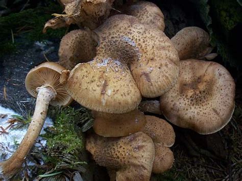 Armillaria Ostoyae Dark Honey Fungus