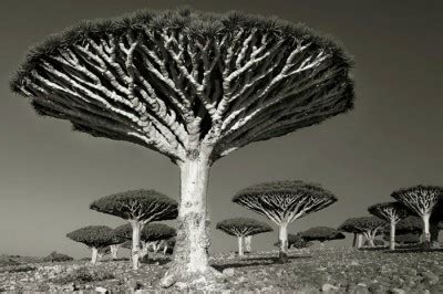 This Woman Took Pictures Of Trees For Over Years And What She S