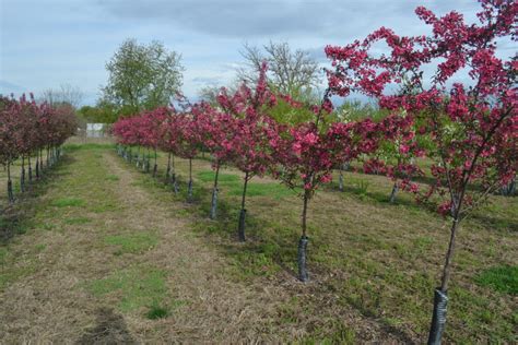 Prairiefire Crabapple Trees Produce Bright Pink Blossoms