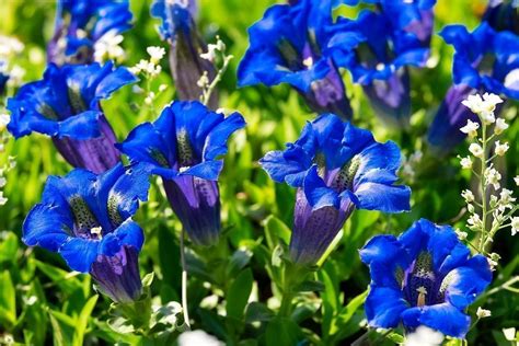8 Hermosas Plantas Con Flores Azules Para El Jardín