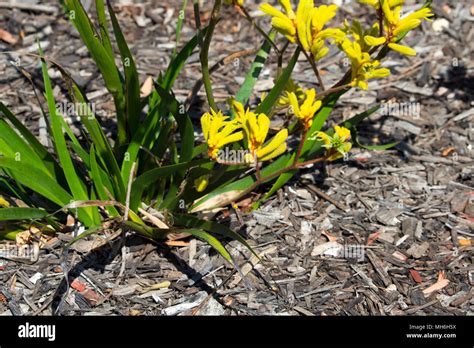 Bright West Australian Wildflower Yellow Kangaroo Paw Anigozanthus Bush