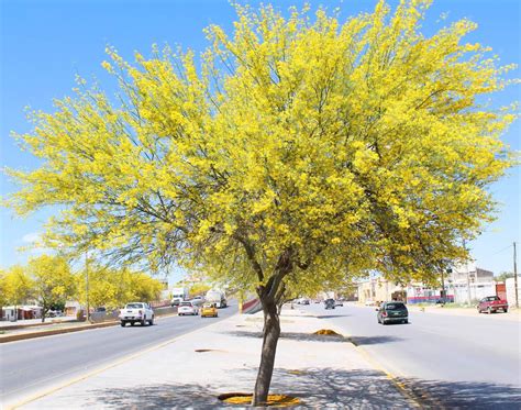 Parkinsonia Aculeata Treeworld Wholesale