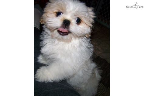 Shitzu puppies are very nice to have and very perfect to bring at home. Shih Tzu puppy for sale near Tulsa, Oklahoma | 40fd6d0e-a221