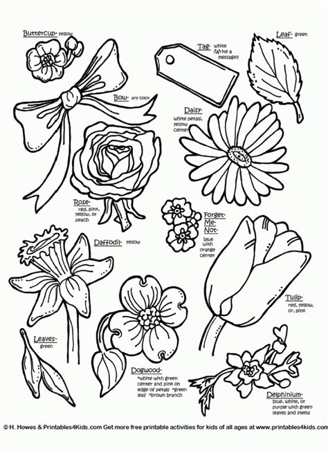 Flower Types Coloring Pages Clip Art Library