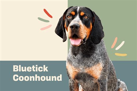 Bluetick Coonhound Dog Breed Information And Characteristics Daily Paws