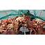 Norway Cuts 2019 King Crab Quota By 20%  Undercurrent News