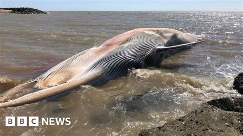Dead 40ft Whale Washes Up On Clacton Beach Bbc News