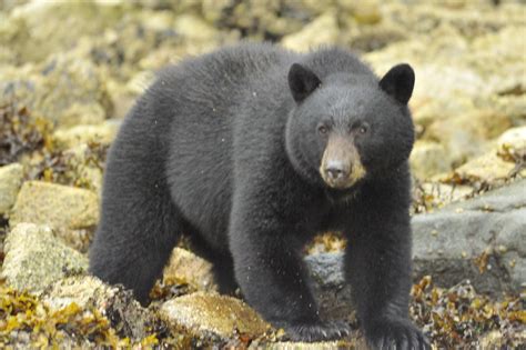 Black Bear Pt1 Grizzly Bear Tours And Whale Watching Knight Inlet