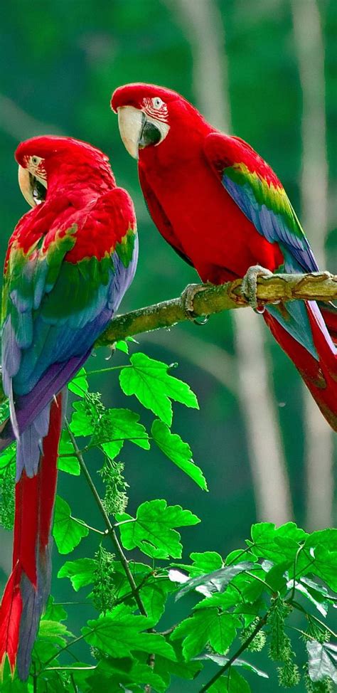 Hd Parrot Wallpapers Peakpx