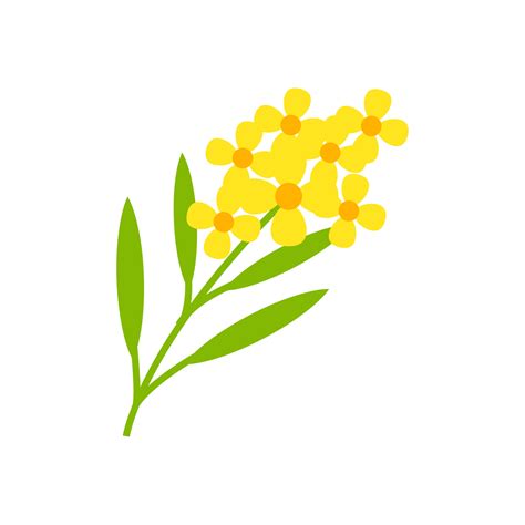 Mustard Flower Vector Illustration Isolated On White Background 3810452