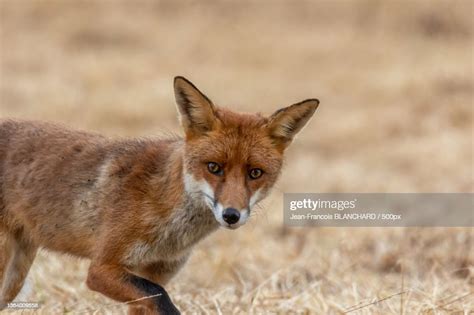 Renard Roux Vulpes Vulpesportrait Of Red Fox Standing On Fieldfrance