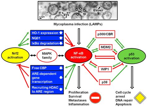 Pathogens Free Full Text Effects Of Mycoplasmas On The Host Cell