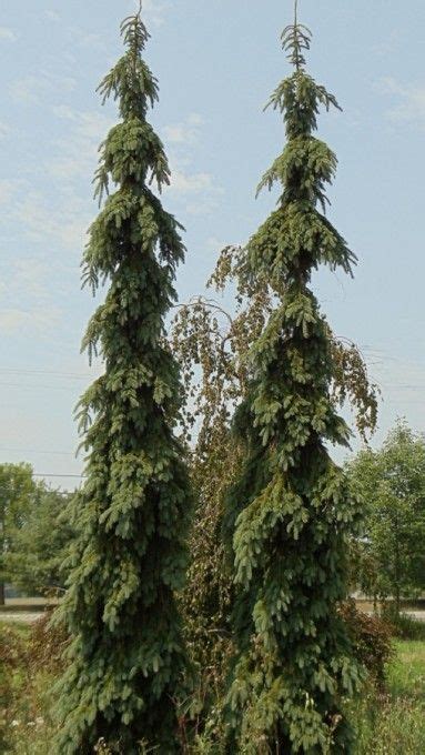Picea Glauca Pendula Weeping White Spruce Deer Resistant Weeping Norway Spruce Stands Above The