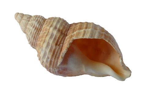 Free Image On Pixabay Sea Shell Clam Ocean Sea Shells Sea