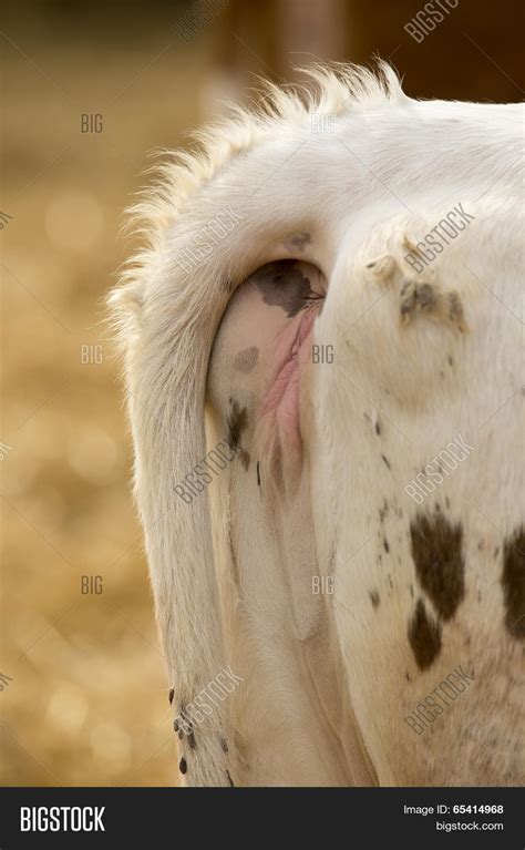 Cow Genitals Image And Photo Free Trial Bigstock