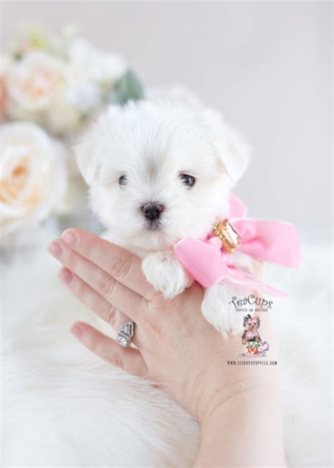 Teacup And Toy Maltese Puppies Teacups Puppies And Boutique