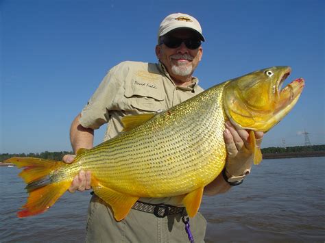 Golden Dorado Of Salto Grande Uruguay River Fishing The Americasa