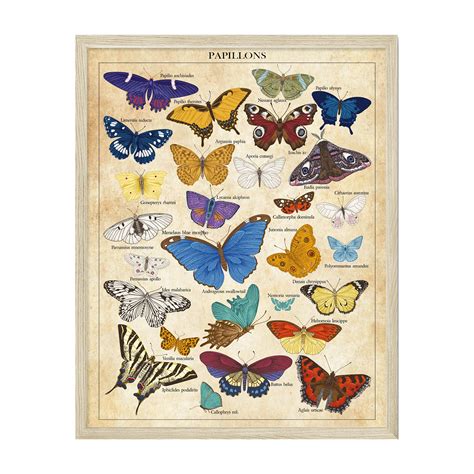 Vintage Butterfly Poster Butterfly Posters Butterfly Wall Art Set Of