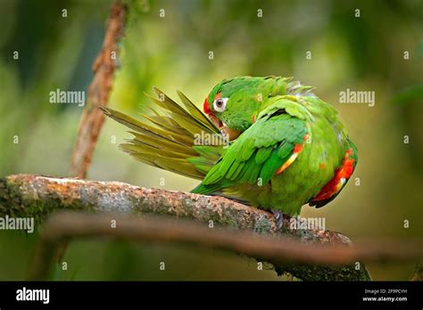 Crimson Fronted Parakeet Aratinga Finschi Portrait Of Light Green