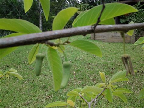 The leaves of trees vary widely from one. Forum: Help Identifying Fruit Trees