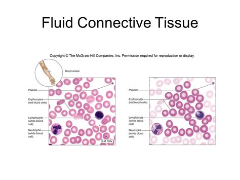 Fluid Or Liquid Connective Tissue Blood And Lymph Online Biology Notes