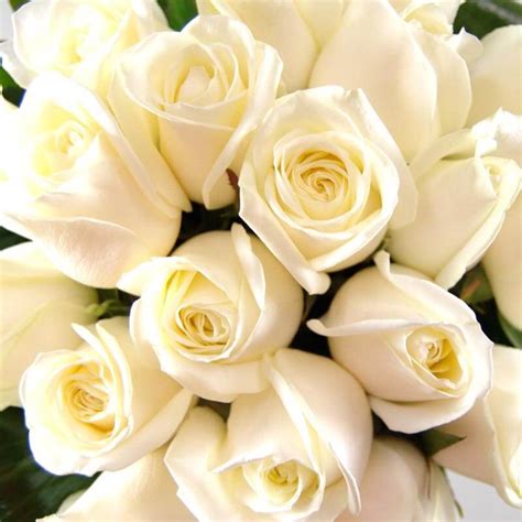 Innocence White Roses Fresh Flower Bouquet 20 Premium White Roses