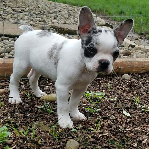 Boston Terrier Terrier Mix Puppies For Sale Pets Lovers