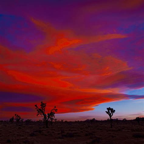 Mojave Sunset Joshua Tree By Heike Bohnstengel 2016 Photography