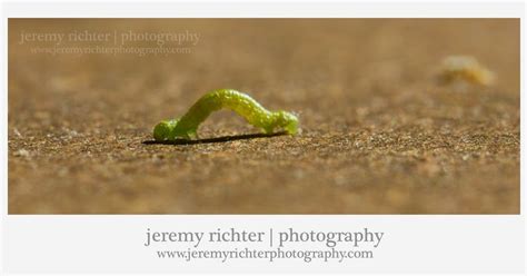 Jeremy Richter Photography Blog An Inchworm Caterpillar Of The