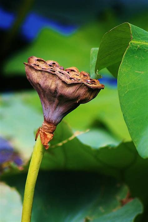 Lotus Pod By Bruce Bley Lotus Pod Photograph Lotus Pod Fine Art Prints And Posters For Sale