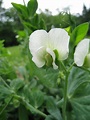 Pisum sativum (garden pea): Go Botany