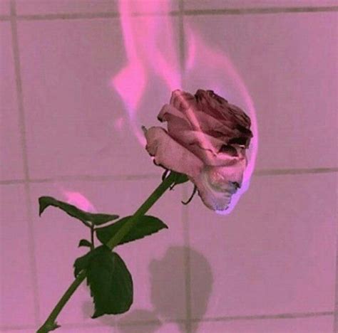 Aesthetic Sad Rose Wallpaper