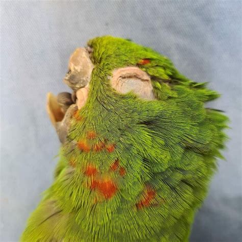 Parrot With Damaged Beak Gets Second Chance At Life With New Prosthetic