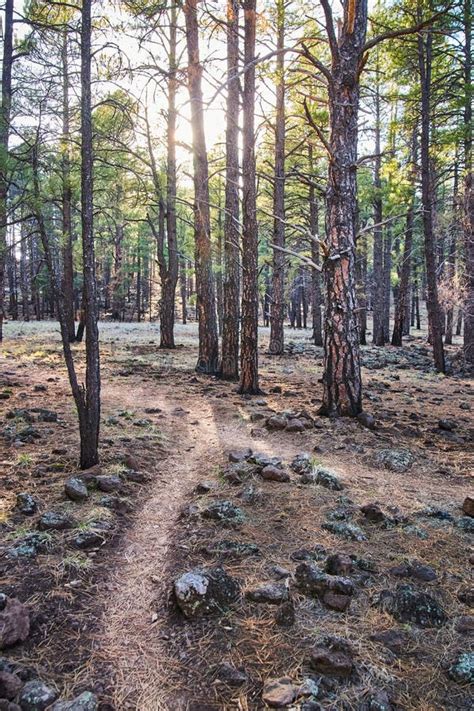 Two Paths Merge On Hiking Trail Through Serene Pine Tree Forest Stock