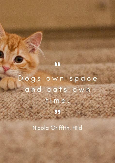38 Best Cat Quotes For Cat Owners And Cat Lovers