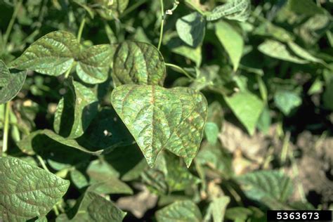 Dry Bean Rust Uromyces Appendiculatus